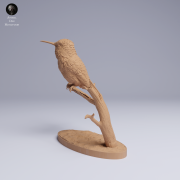 Bee Hummingbird - 2.png