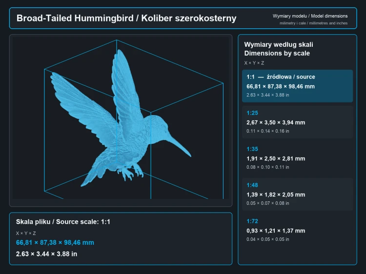 Broad-Tailed Hummingbird - 5.png