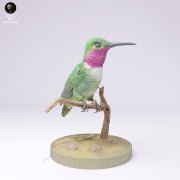 Broad-Tailed Hummingbird Standing - 4.jpg