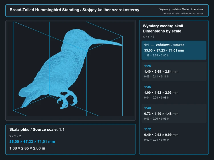 Broad-Tailed Hummingbird Standing - 5.png