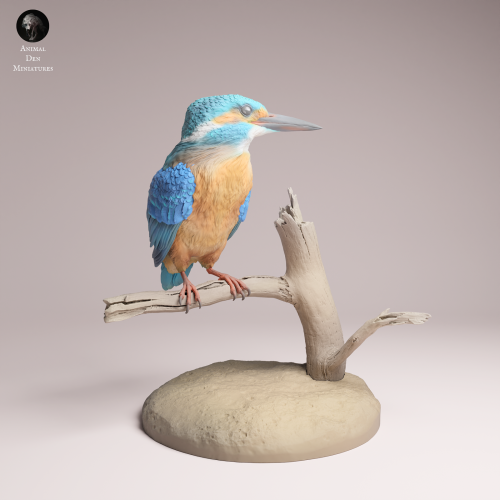 Common Kingfisher Standing - 1.png