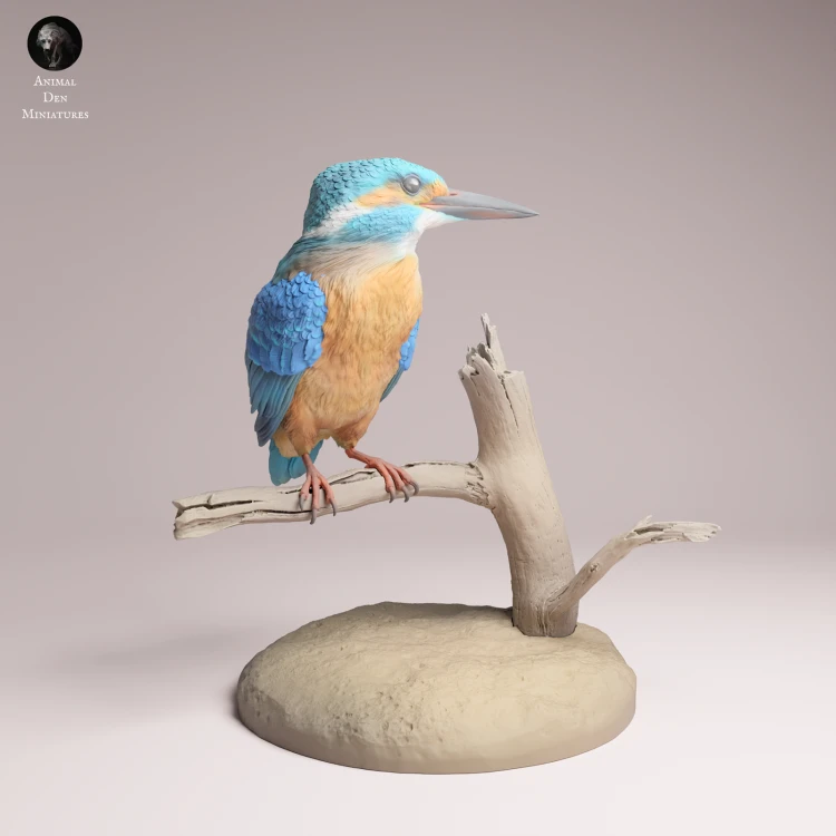 Common Kingfisher Standing - 1.png
