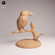 Common Kingfisher Standing - 2a.png