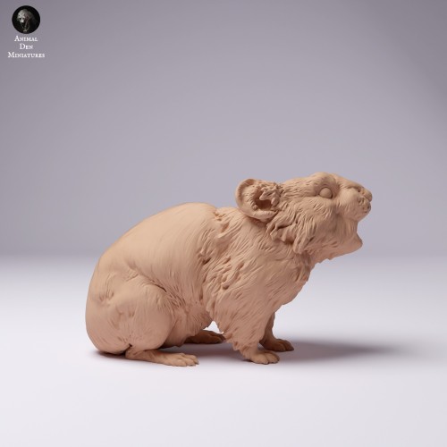 American Pika - 1.jpg
