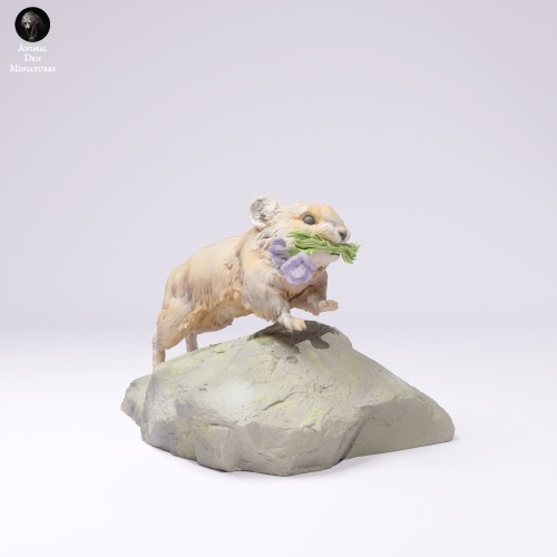 American Pika Running - 4.jpg