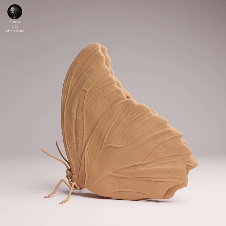 blue-morpho-butterfly-closed-wings-1.png
