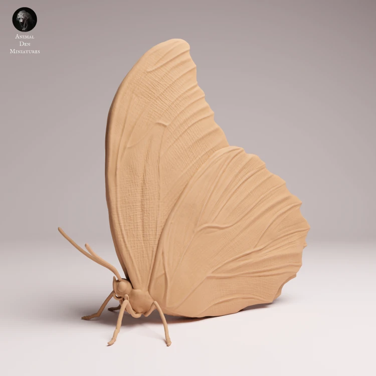 blue-morpho-butterfly-closed-wings-3.png