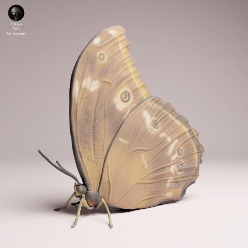 blue-morpho-butterfly-closed-wings-4.png