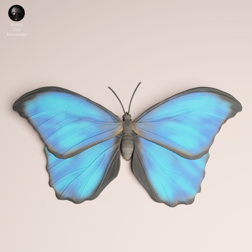 blue-morpho-butterfly-open-wings-4.png