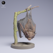 Kitti's Hog-Nosed Bat Hanging - 4.png