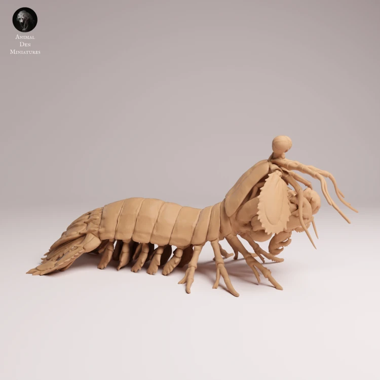 Peacock Mantis Shrimp - 1.png