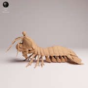 Peacock Mantis Shrimp - 2.png