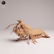 Peacock Mantis Shrimp - 3.png