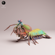 Peacock Mantis Shrimp - 4.png