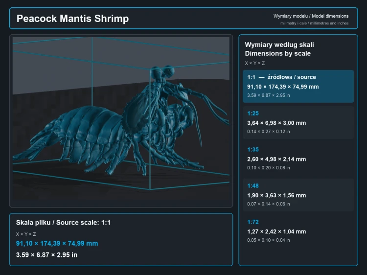 Peacock Mantis Shrimp - 5.png