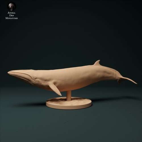 Minke Whale - 1.jpg