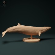 Minke Whale - 2.jpg