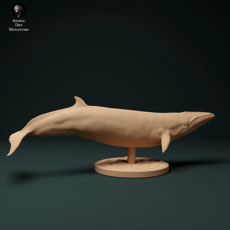 Minke Whale - 2.jpg
