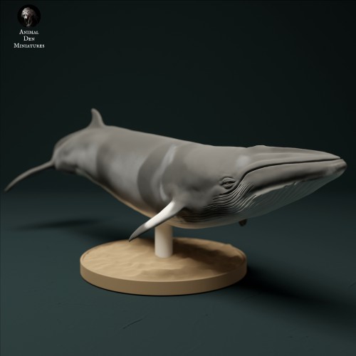 Minke Whale - 3.jpg