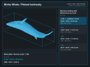 Minke Whale - 4.png