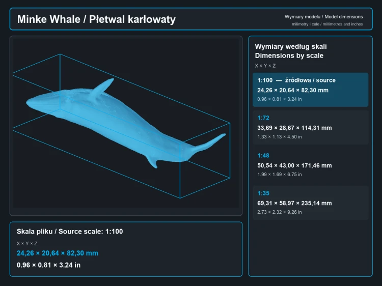 Minke Whale - 4.png