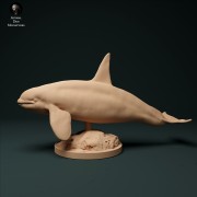 North Atlantic Killer Whale Type 2 - 1.jpg