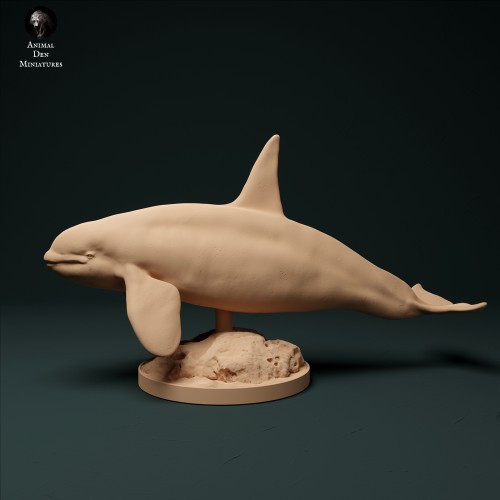North Atlantic Killer Whale Type 2 - 1.jpg