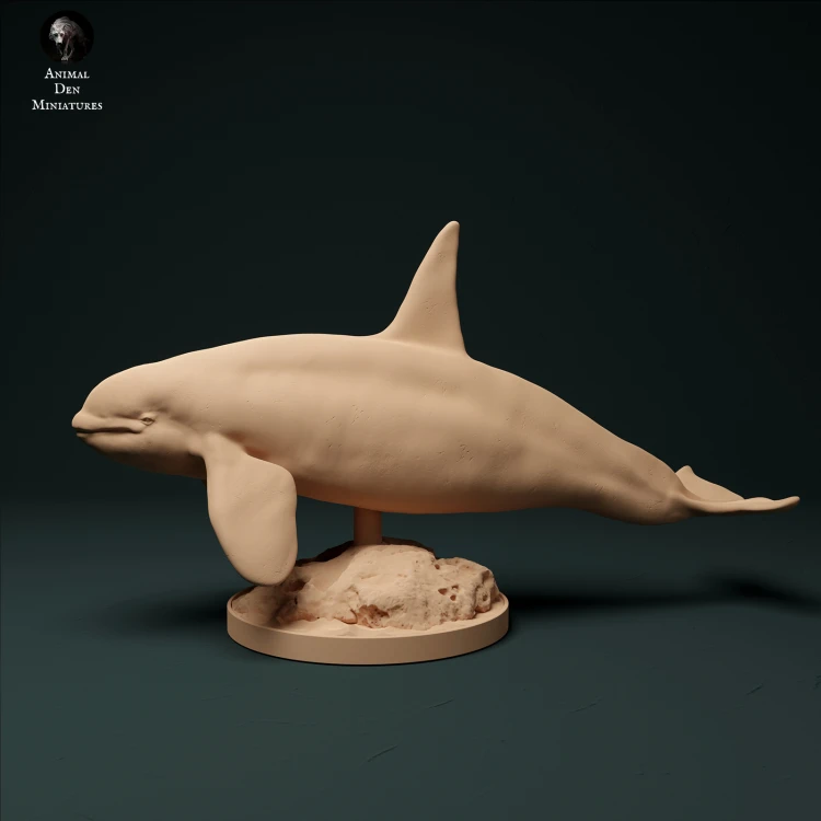 North Atlantic Killer Whale Type 2 - 1.jpg