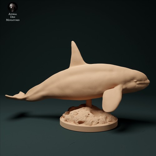 North Atlantic Killer Whale Type 2 - 2.jpg