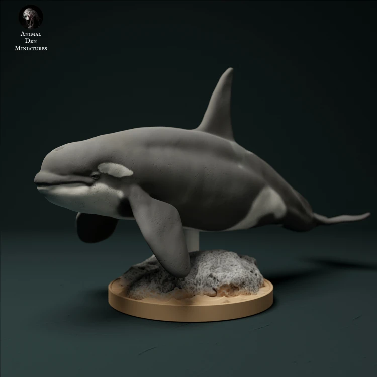 North Atlantic Killer Whale Type 2 - 3.jpg