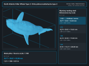 North Atlantic Killer Whale Type 2 - 4.png