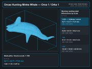 Orcas Hunting Minke Whale - 5.png