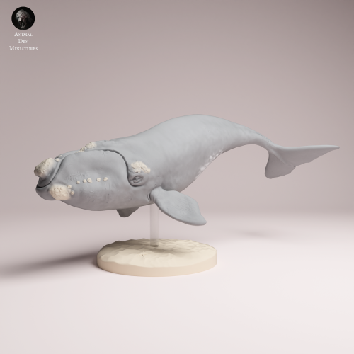 Southern Right Whale - 1.png