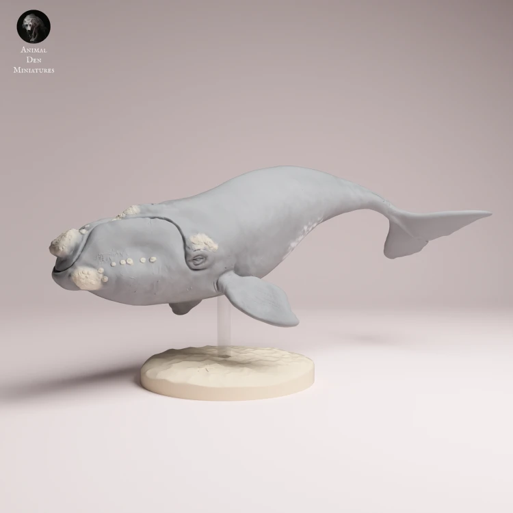 Southern Right Whale - 1.png