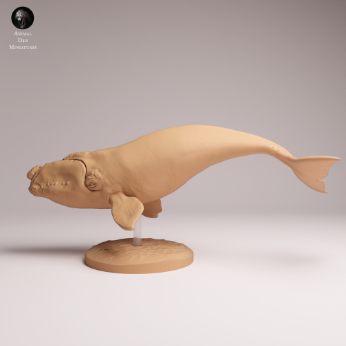 Southern Right Whale - 2.png