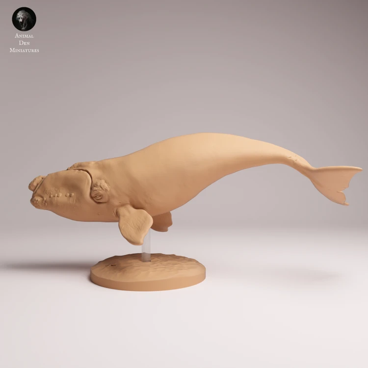 Southern Right Whale - 2.png