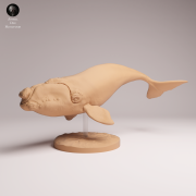 Southern Right Whale - 3.png