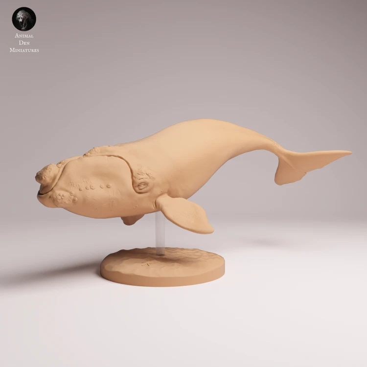 Southern Right Whale - 3.png