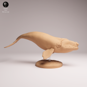 Southern Right Whale - 4.png