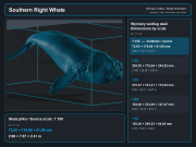 Southern Right Whale - 5.png
