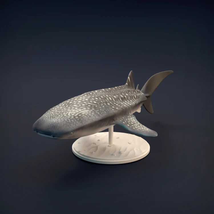 Whale Shark - 1.jpg