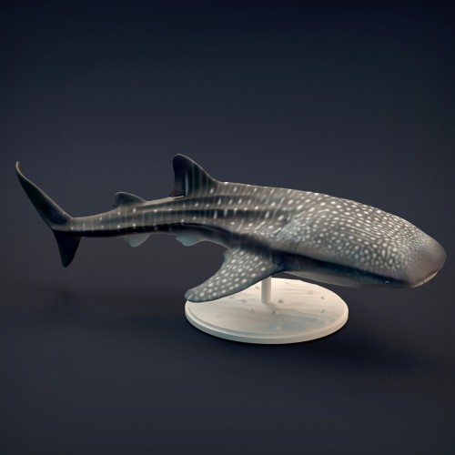 Whale Shark - 4.jpg