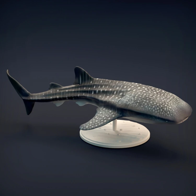 Whale Shark - 4.jpg