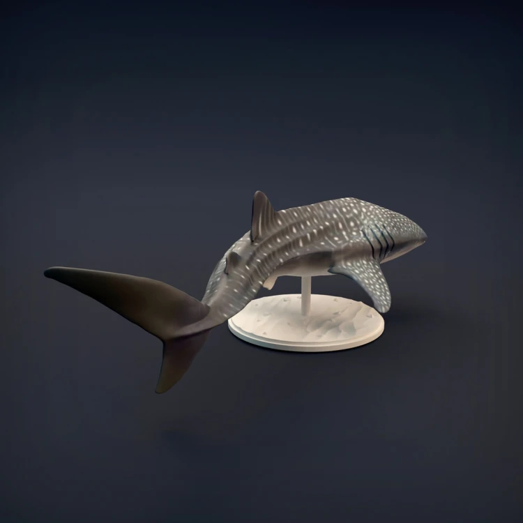 Whale Shark - 6.jpg