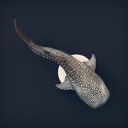 Whale Shark - 11.jpg