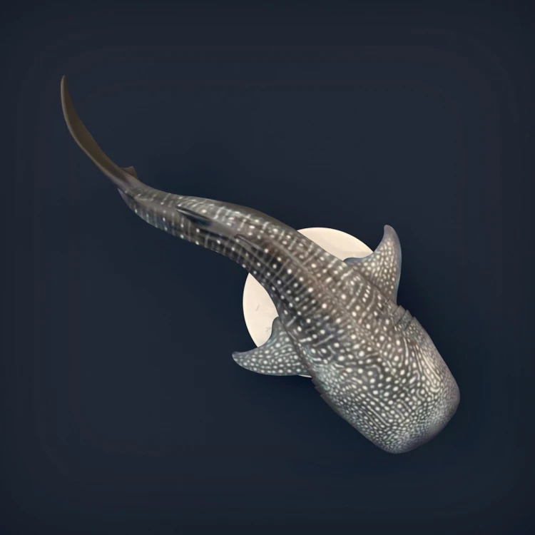 Whale Shark - 11.jpg