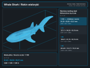 Whale Shark - 12.png