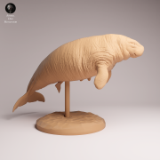 Steller's Sea Cow and Calf - 2.png