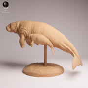 Steller's Sea Cow and Calf - 4.png