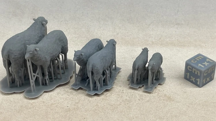 Gospodarskie_Owce_2.jpg
